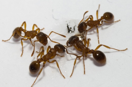 Уничтожение муравьев   в Бронницах 