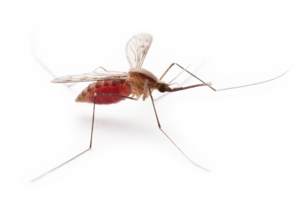 Уничтожение комаров   в Бронницах 