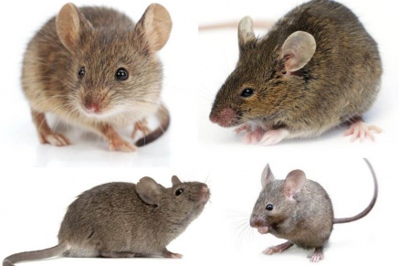 Уничтожение (дератизация) мышей   в Бронницах 
